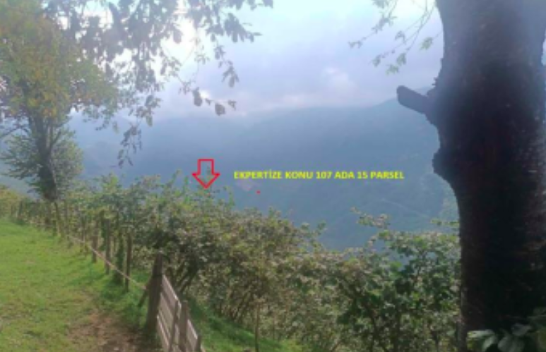 GİRESUN BULANCAK'TA 4.652 M2 SATILIK FINDIK BAHÇESİ